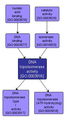 GO:0003916 - DNA topoisomerase activity (interactive image map)