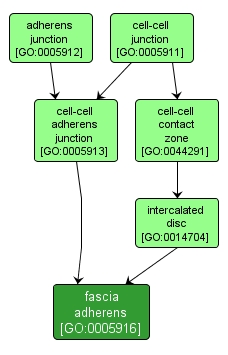 GO:0005916 - fascia adherens (interactive image map)