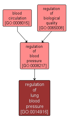 GO:0014916 - regulation of lung blood pressure (interactive image map)