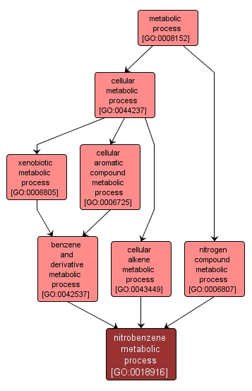 GO:0018916 - nitrobenzene metabolic process (interactive image map)