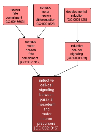 GO:0021916 - inductive cell-cell signaling between paraxial mesoderm and motor neuron precursors (interactive image map)