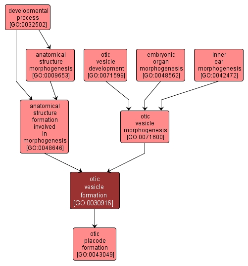 GO:0030916 - otic vesicle formation (interactive image map)