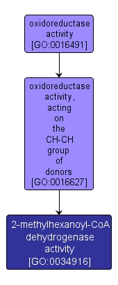 GO:0034916 - 2-methylhexanoyl-CoA dehydrogenase activity (interactive image map)