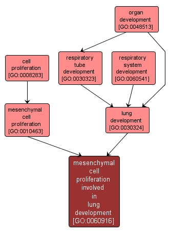 GO:0060916 - mesenchymal cell proliferation involved in lung development (interactive image map)