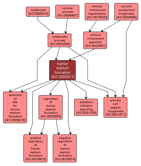 GO:0000917 - barrier septum formation (interactive image map)