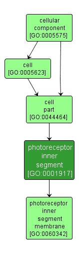 GO:0001917 - photoreceptor inner segment (interactive image map)
