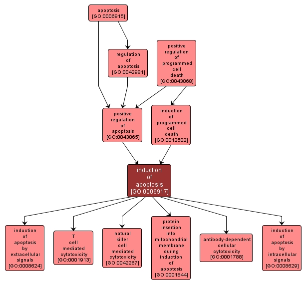 GO:0006917 - induction of apoptosis (interactive image map)