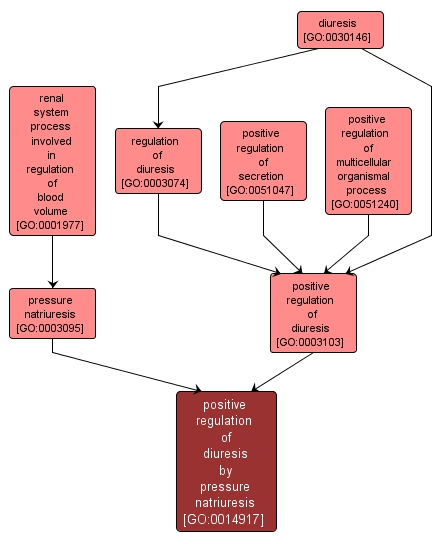 GO:0014917 - positive regulation of diuresis by pressure natriuresis (interactive image map)