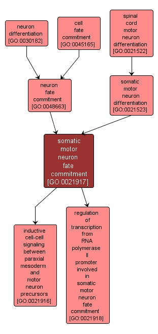 GO:0021917 - somatic motor neuron fate commitment (interactive image map)