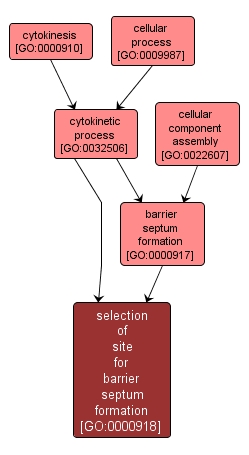 GO:0000918 - selection of site for barrier septum formation (interactive image map)