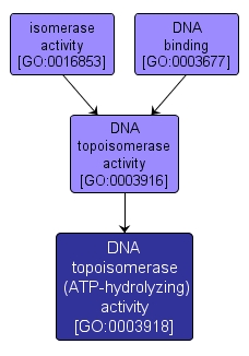 GO:0003918 - DNA topoisomerase (ATP-hydrolyzing) activity (interactive image map)