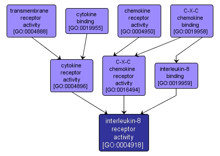 GO:0004918 - interleukin-8 receptor activity (interactive image map)