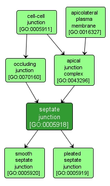 GO:0005918 - septate junction (interactive image map)