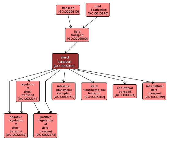 GO:0015918 - sterol transport (interactive image map)
