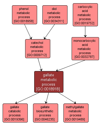 GO:0018918 - gallate metabolic process (interactive image map)