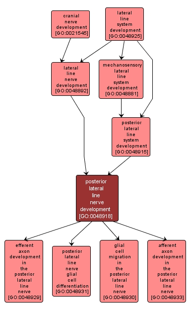 GO:0048918 - posterior lateral line nerve development (interactive image map)