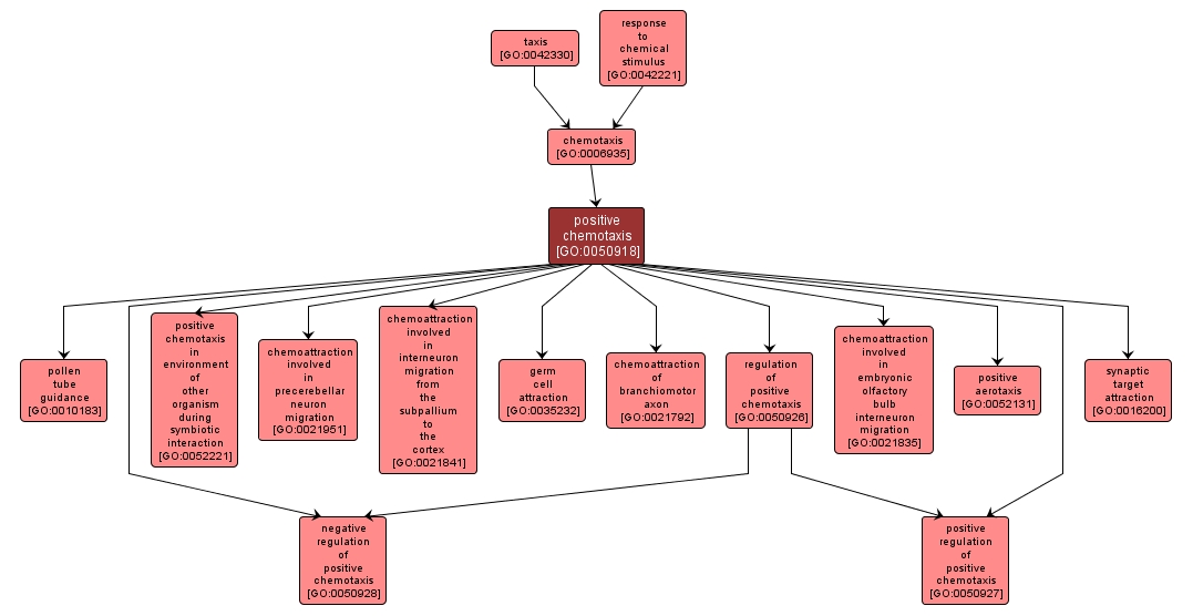 GO:0050918 - positive chemotaxis (interactive image map)