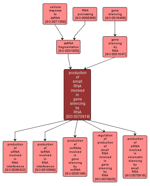 GO:0070918 - production of small RNA involved in gene silencing by RNA (interactive image map)