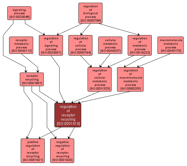 GO:0001919 - regulation of receptor recycling (interactive image map)