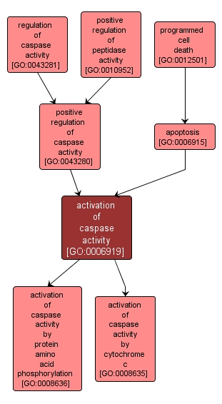 GO:0006919 - activation of caspase activity (interactive image map)