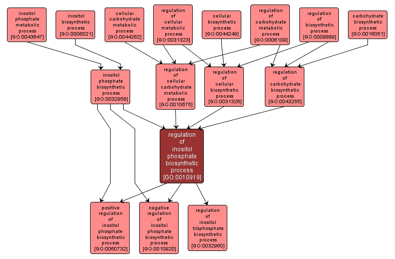 GO:0010919 - regulation of inositol phosphate biosynthetic process (interactive image map)