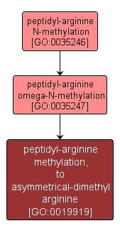 GO:0019919 - peptidyl-arginine methylation, to asymmetrical-dimethyl arginine (interactive image map)