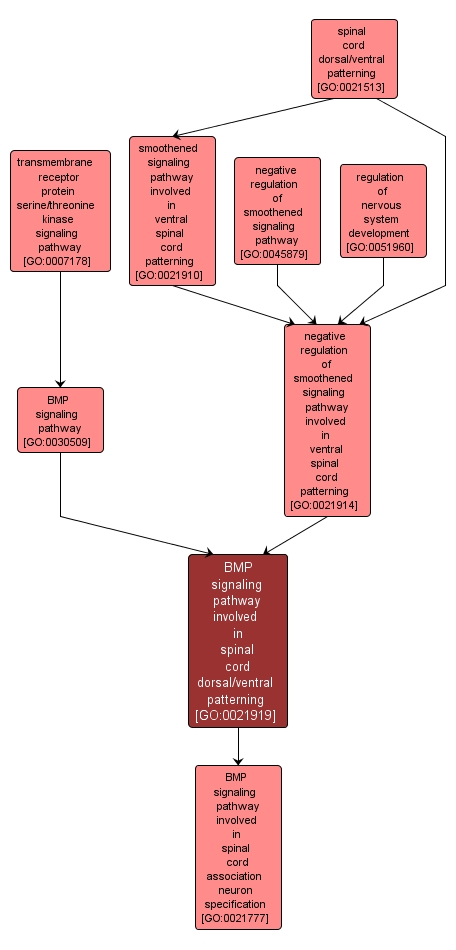 GO:0021919 - BMP signaling pathway involved in spinal cord dorsal/ventral patterning (interactive image map)