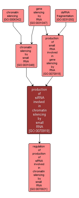 GO:0070919 - production of siRNA involved in chromatin silencing by small RNA (interactive image map)