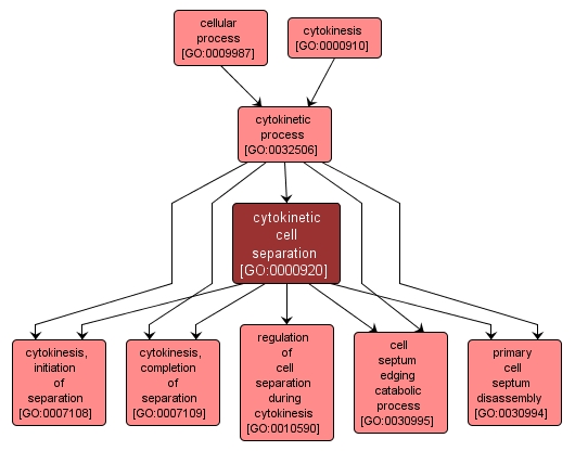 GO:0000920 - cytokinetic cell separation (interactive image map)