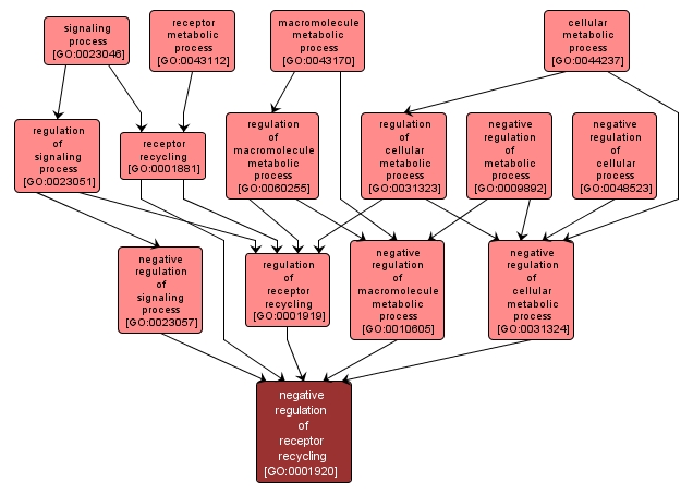 GO:0001920 - negative regulation of receptor recycling (interactive image map)