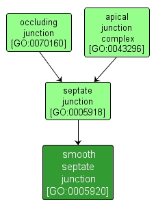 GO:0005920 - smooth septate junction (interactive image map)