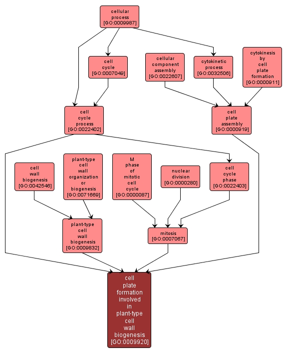 GO:0009920 - cell plate formation involved in plant-type cell wall biogenesis (interactive image map)
