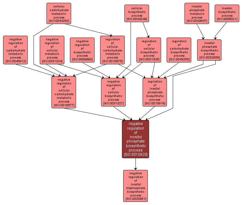 GO:0010920 - negative regulation of inositol phosphate biosynthetic process (interactive image map)