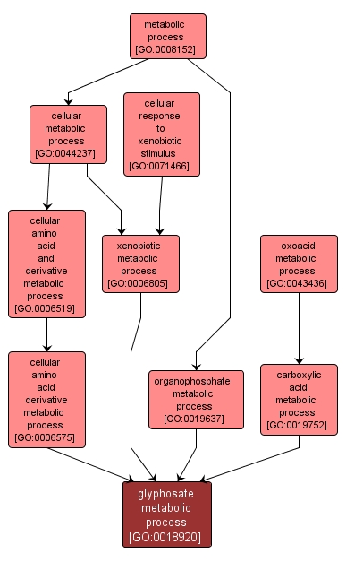 GO:0018920 - glyphosate metabolic process (interactive image map)