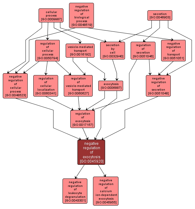 GO:0045920 - negative regulation of exocytosis (interactive image map)