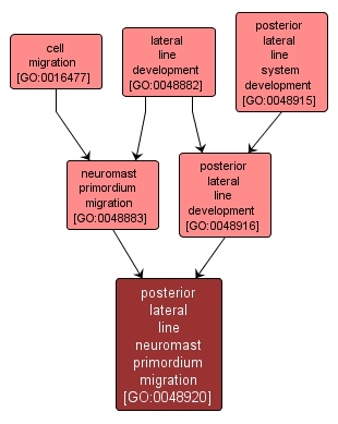 GO:0048920 - posterior lateral line neuromast primordium migration (interactive image map)