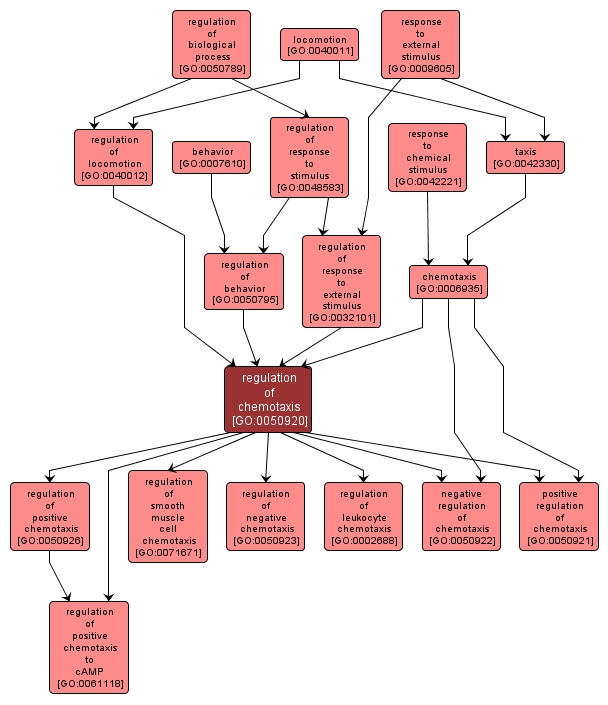 GO:0050920 - regulation of chemotaxis (interactive image map)