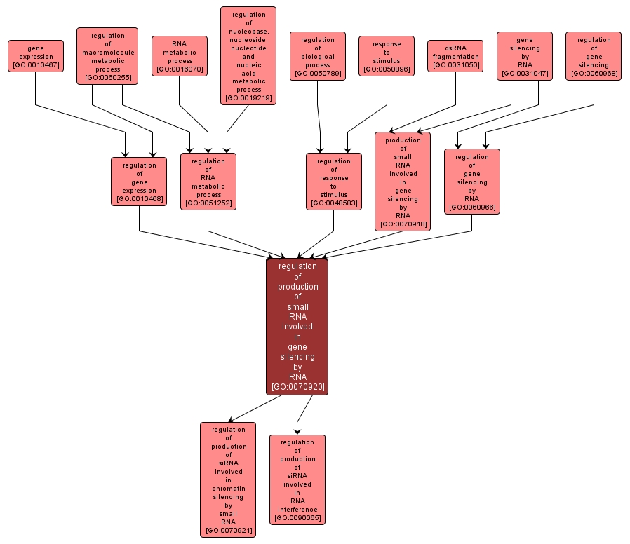 GO:0070920 - regulation of production of small RNA involved in gene silencing by RNA (interactive image map)