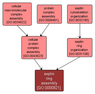 GO:0000921 - septin ring assembly (interactive image map)