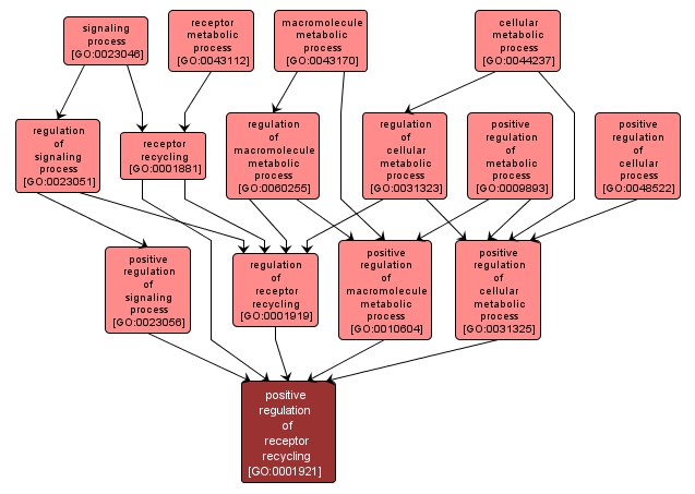 GO:0001921 - positive regulation of receptor recycling (interactive image map)