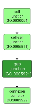 GO:0005921 - gap junction (interactive image map)