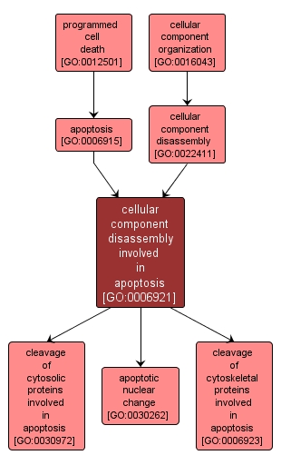 GO:0006921 - cellular component disassembly involved in apoptosis (interactive image map)