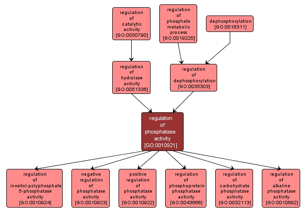 GO:0010921 - regulation of phosphatase activity (interactive image map)