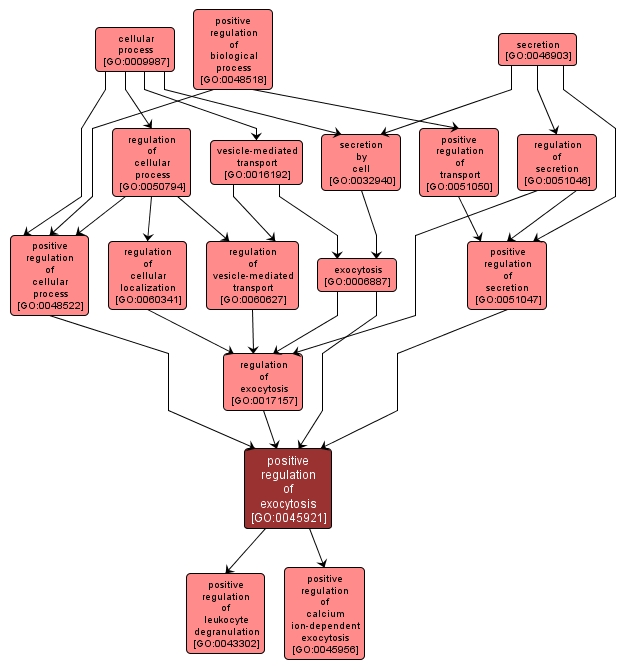 GO:0045921 - positive regulation of exocytosis (interactive image map)