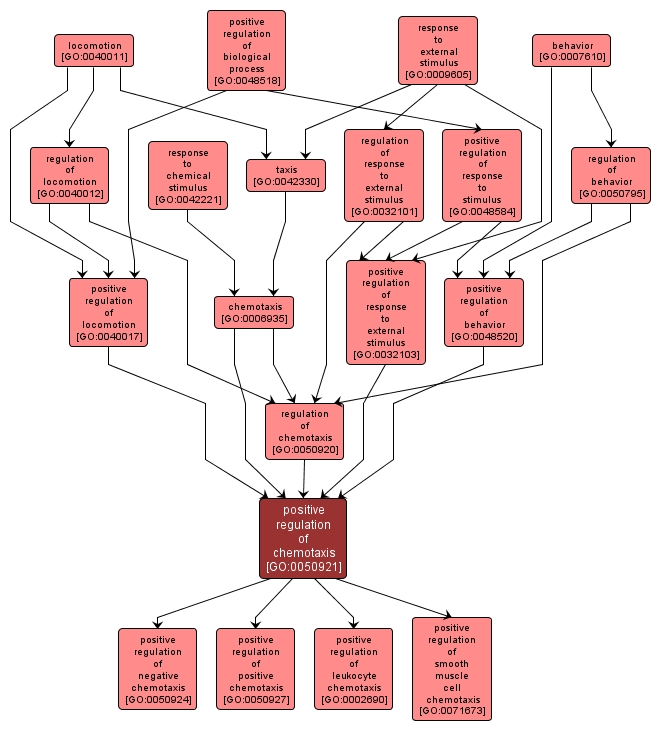 GO:0050921 - positive regulation of chemotaxis (interactive image map)