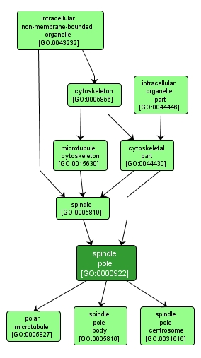 GO:0000922 - spindle pole (interactive image map)