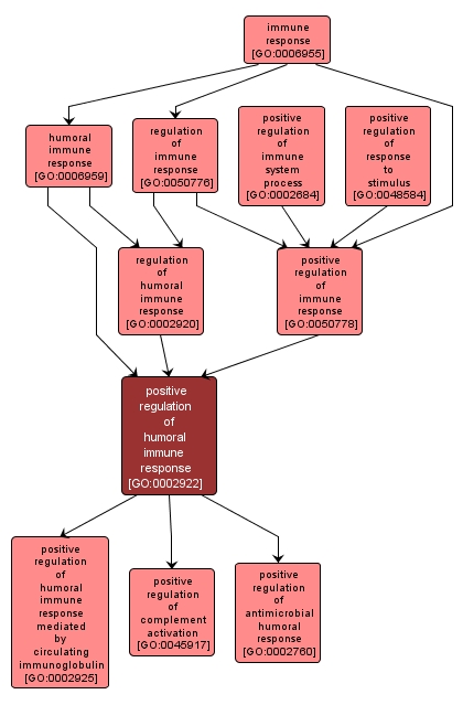GO:0002922 - positive regulation of humoral immune response (interactive image map)