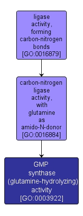 GO:0003922 - GMP synthase (glutamine-hydrolyzing) activity (interactive image map)
