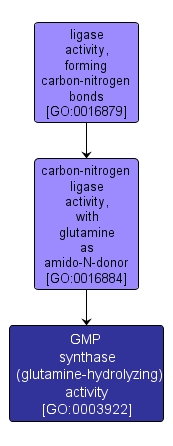 GO:0003922 - GMP synthase (glutamine-hydrolyzing) activity (interactive image map)