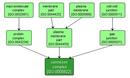 GO:0005922 - connexon complex (interactive image map)